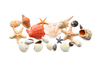 Set of different sea shells on white background