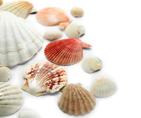 Set of different sea shells on white background