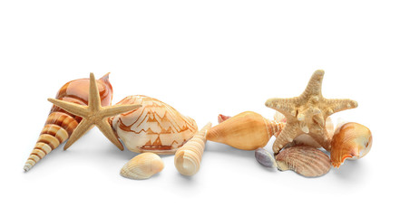 Set of sea shells and starfish on white background