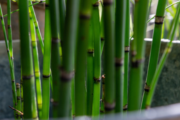 bambous de jardin, jeunes pousses 