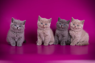 British shorthair cat on colored backgrounds