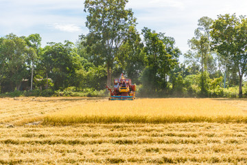 Combine harvester in action on rice field. Harvesting is the process of gathering a ripe crop