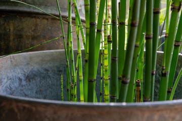 bambous de jardin, été 