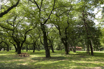 Naklejka premium 小金井公園（東京都小金井市）