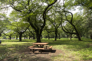 小金井公園（東京都小金井市）