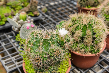 beautiful white flower of cactus