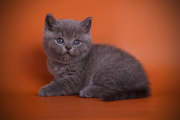 British shorthair cat on colored backgrounds