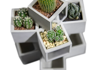 Collection of small cactus succulents in pot.