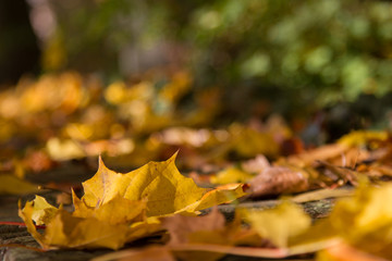Gelbes Ahornblatt und anderes Herbstlaub im Sonnenschein