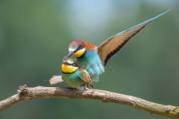 Love in the air