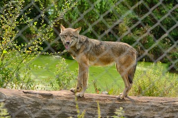 European wolf, Canis lupus lupus, standing on a log over a pond. captive in a safari park.