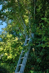 Gone to lunch! Ladders left against a tree, pruning unfinished.