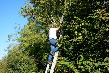 Don't try this at home!   A senior man pruning a tree, high up a ladder without a safety harness.