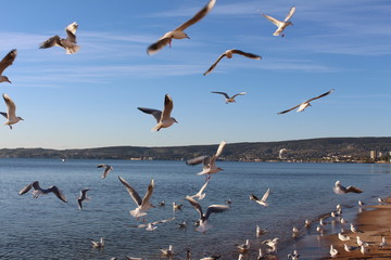 bird, seagull, sea, beach, gull, animal, ocean, water, nature, birds, sand, white, seagulls, wildlife, feather, blue, beak, coast, fly, standing, shore, wing, summer