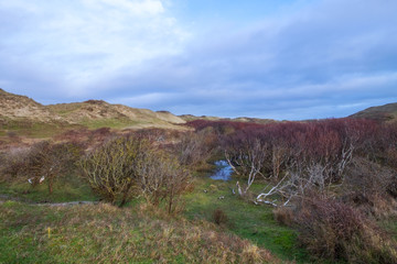 In den Dünen von Schoorl/NL