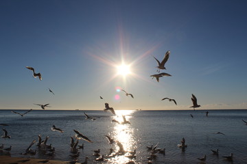 seagulls, sunset, sea, sky, bird, birds, sun, water, sunrise, flying, beach, ocean, nature, landscape, flight, clouds, fly, evening, cloud, flock, orange, lake, light, travel, plane