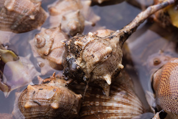 Sea snail,close up