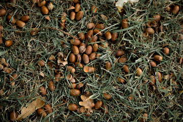 ripe brown acorns lying on the green grass and oak leaves