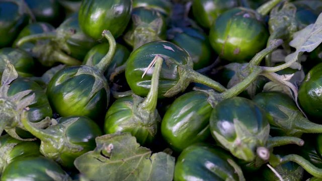 Solanum gilo, Scarlet eggplant, for sale at the free market, panoramic plan