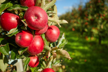 Shiny delicious apples hanging from a tree branch in an apple orchard © ZoomTeam