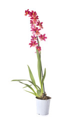 Fototapeta na wymiar cambria orchid in studio