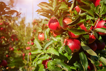 Shiny delicious apples hanging from a tree branch in an apple orchard