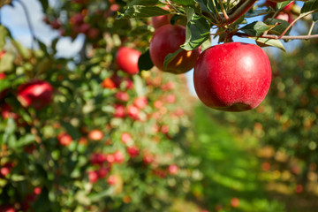 Shiny delicious apples hanging from a tree branch in an apple orchard