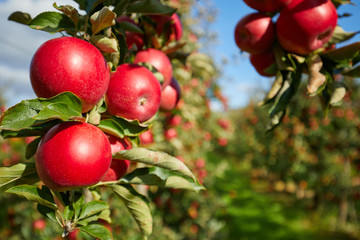 Shiny delicious apples hanging from a tree branch in an apple orchard