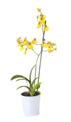 Naklejka na ściany i meble cymbidium orchid in studio