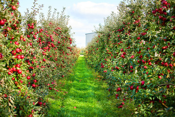 Fototapeta na wymiar Apple on trees in orchard in fall season