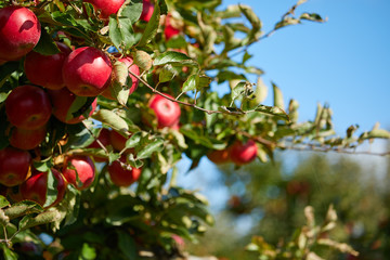 fresh red apples on a tree