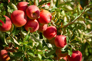 fresh red apples on a tree