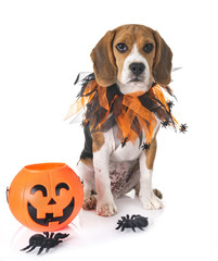 puppy beagle in studio