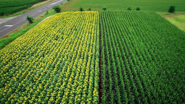 Aerial view of rows of sunflower and corn in fields in summer in northern Italy.