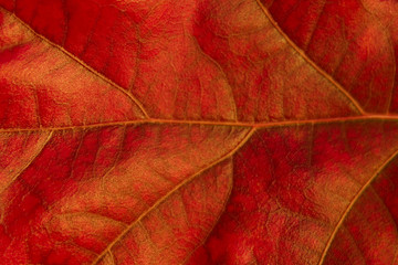 Cropped Shot Of Red Autumn Leaf. Nature Texture Background. Cropped Shot Of Leaf, Close Up.
