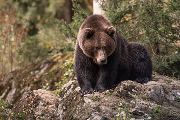 Brown bear is sitting on the rock in Bayerischer Wald National Park, Germany