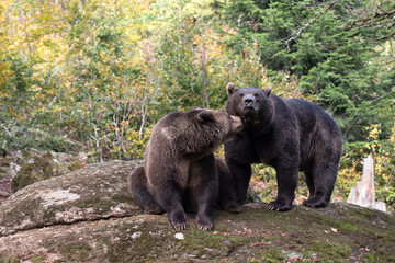 Obraz na płótnie Canvas Brown bears are standing on the rock in Bayerischer Wald National Park, Germany