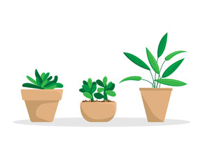 Set of three potted plants. Flat vector illustration.