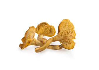 Chanterelle mushrooms isolated on white background.