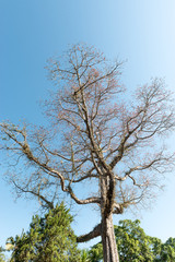 Lone Tree Sky