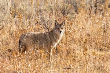 "Coyote Curious"