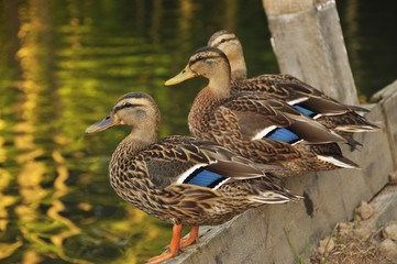 Canards colvert