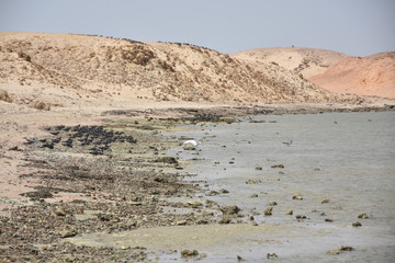 Czapla poluje na ryby na wybrzeżu Morza Czerwonego. Egipt