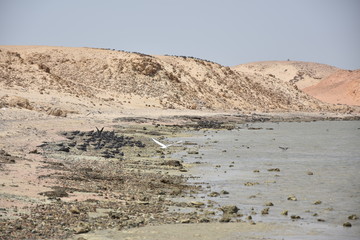 Czapla poluje na ryby na wybrzeżu Morza Czerwonego. Egipt © Iwona