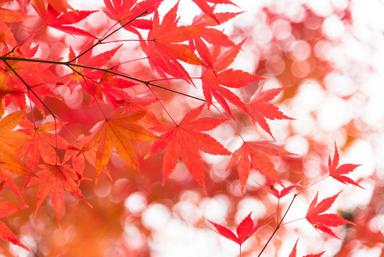 Red maple leaves/ branches in autumn season isolated on white background.Red maple tree with golden sunlight and blurred background, Japan