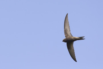 An adult Common swift (Apus apus) taking off to the sky in high speed. With in the background blue sky.