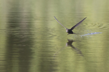 An adult Common swift (Apus apus) flying in high speed to the lake to drink water. With in the...