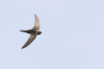 An adult Common swift (Apus apus) taking off to the sky in high speed. With in the background blue sky.