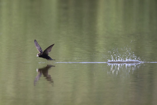 An adult Common swift (Apus apus) flying in high speed to the lake to drink water. With in the background green water cause of the reflection of trees.
