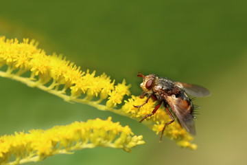 Igelfliege